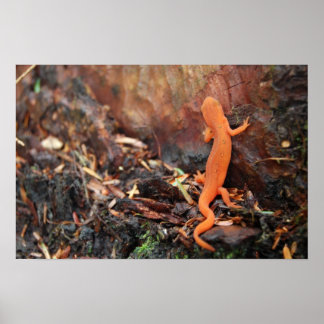 Affiche Salamander orange