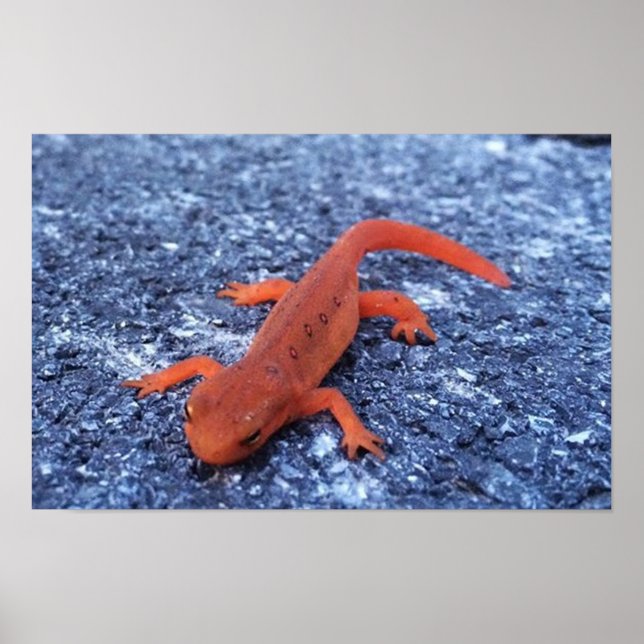 Affiche Salamandre (Devant)