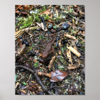 Salamandre dans la forêt, Washington