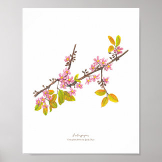 Affiche Salingogon (Cratoxylum formosum) Ph Fleurs foresti