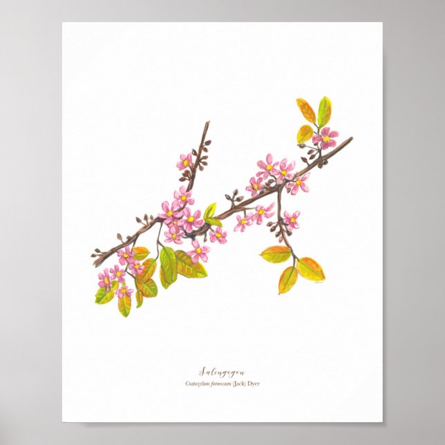 Affiche Salingogon (Cratoxylum formosum) Ph Fleurs foresti (Devant)