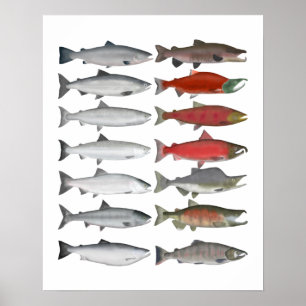 Affiche Salmon