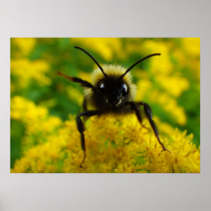 Affiche Salut au public