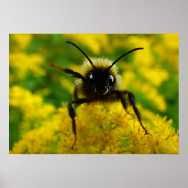 Affiche Salut au public (Devant)