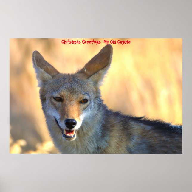 Affiche Salutations de Noël Mon Vieux Coyote (Devant)