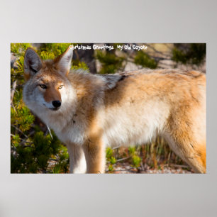 Affiche Salutations de Noël Mon Vieux Coyote