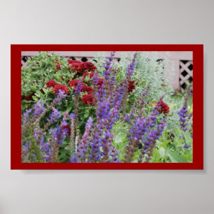 Affiche salvia and mums