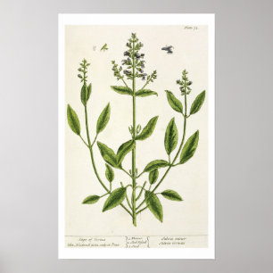 Affiche Salviam de 'A Curious Herbal', 1782 (couleur engr.