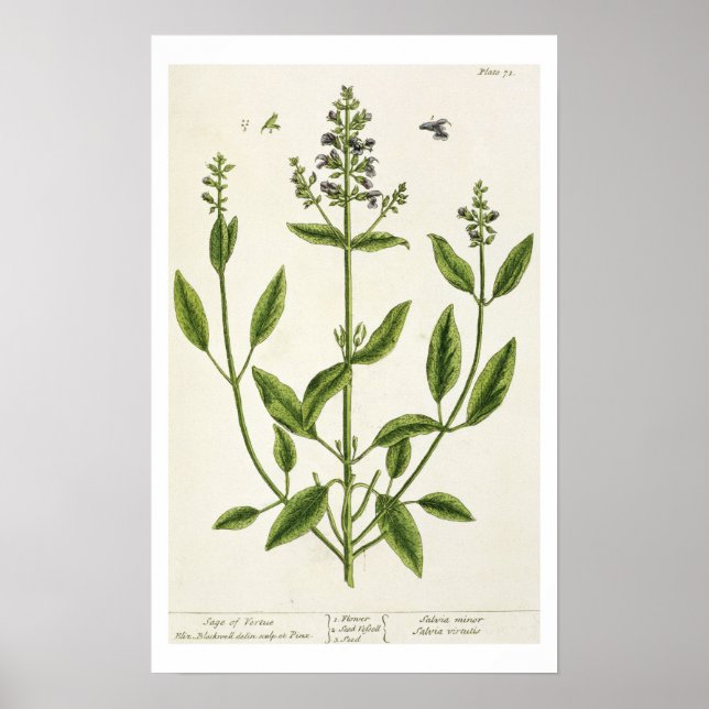 Affiche Salviam de 'A Curious Herbal', 1782 (couleur engr. (Devant)