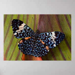 Affiche Sammamish, Washington. Papillons tropicaux 54