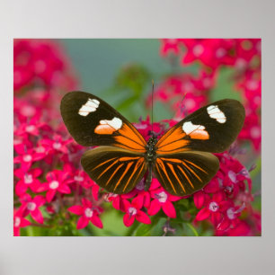 Affiche Sammamish Washington Photographie d'un papillon su