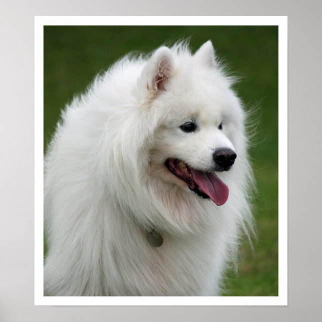Affiche Samoyed (Devant)