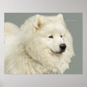 Affiche Samoyed 19" x 13", Papier lourd d'archives