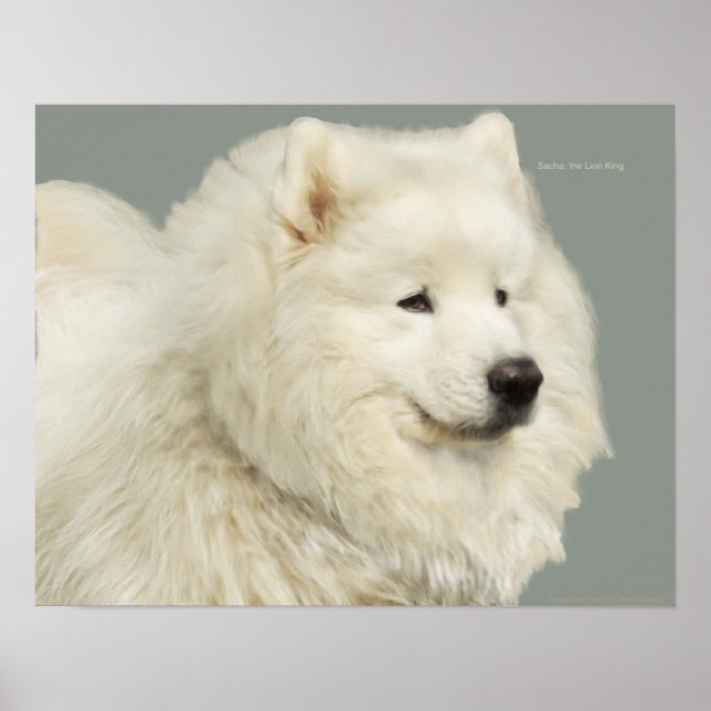 Affiche Samoyed 19" x 13", Papier lourd d'archives (Devant)