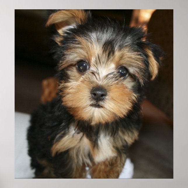 Affiche Sampson (Devant)