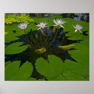 Affiche San Francisco Californie Golden Gate Park et