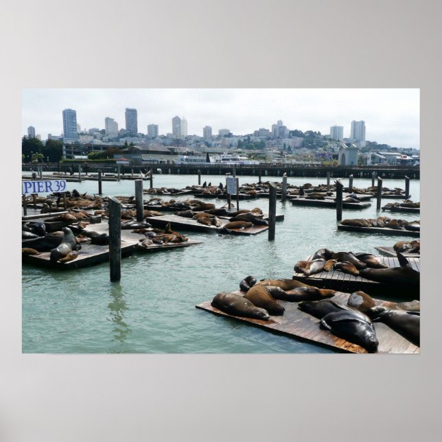 Affiche San Francisco et Otaries de Pier 39 Ciel de la Vil (Devant)