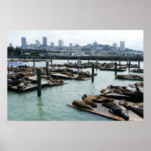Affiche San Francisco et Pier 39 Sea Lions City Skyline