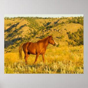 Affiche Sanctuaire de chevaux sauvages.