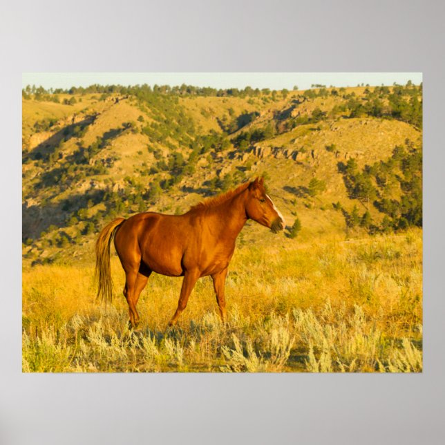 Affiche Sanctuaire de chevaux sauvages. (Devant)