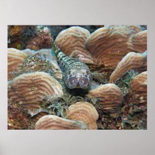 Affiche Sand Diver in the Coral