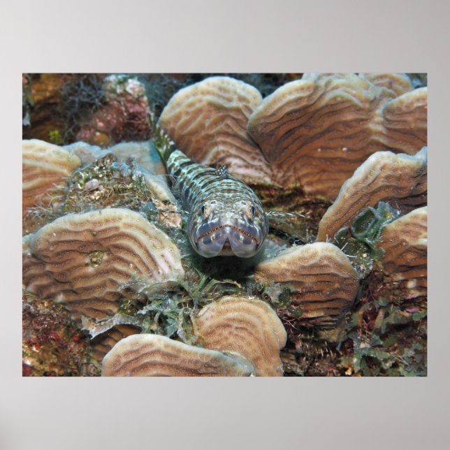 Affiche Sand Diver in the Coral (Devant)