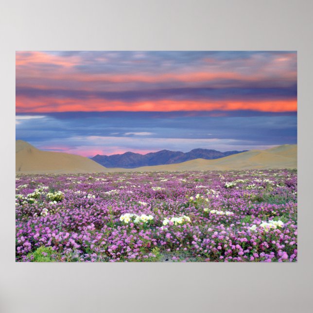Affiche Sand Verbena & Dune Primrose Fleurs sauvages au co (Devant)