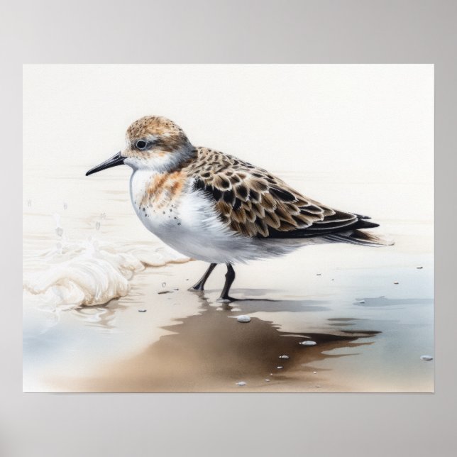 Affiche Sanderling Bird Art Imprimer l'affiche (Devant)