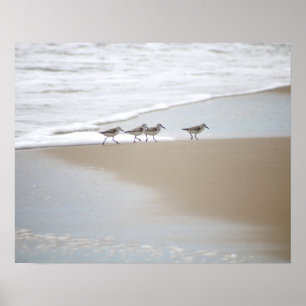 Affiche Sanderlings Marcher sur la plage Couleur 16x20