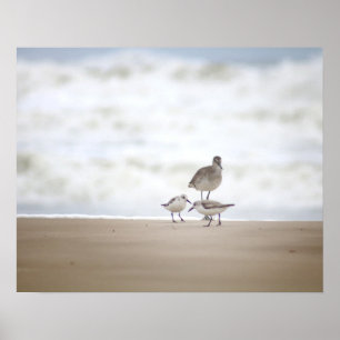 Affiche Sandpiper avec deux Sanderlings sur la plage 16x20