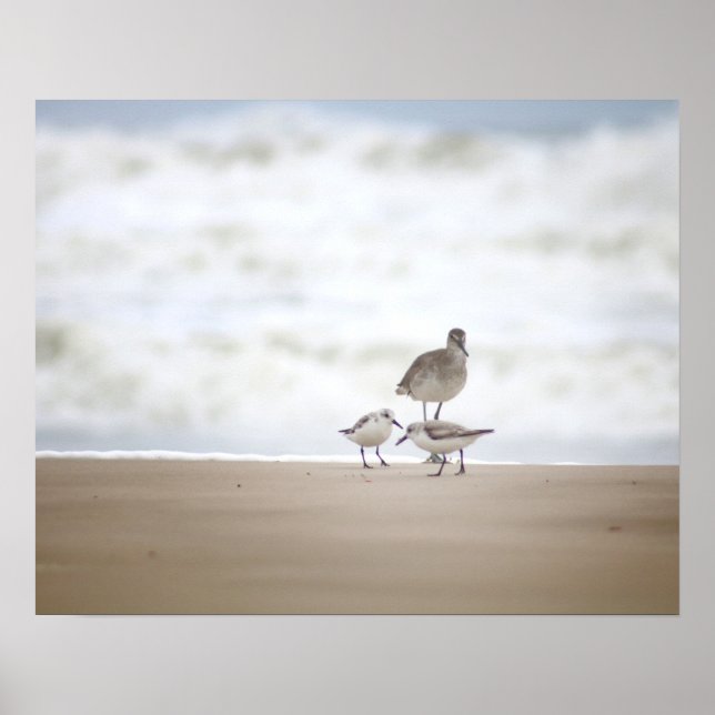 Affiche Sandpiper avec deux Sanderlings sur la plage 16x20 (Devant)