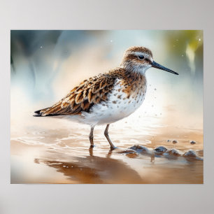 Affiche Sandpiper Bird Art Imprimer l'affiche