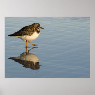 Affiche Sandpiper on Water Print