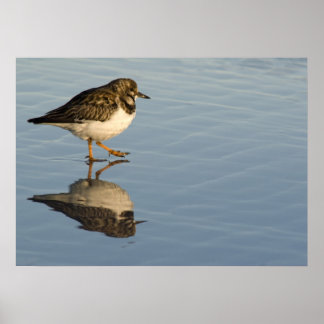 Affiche Sandpiper on Water Print