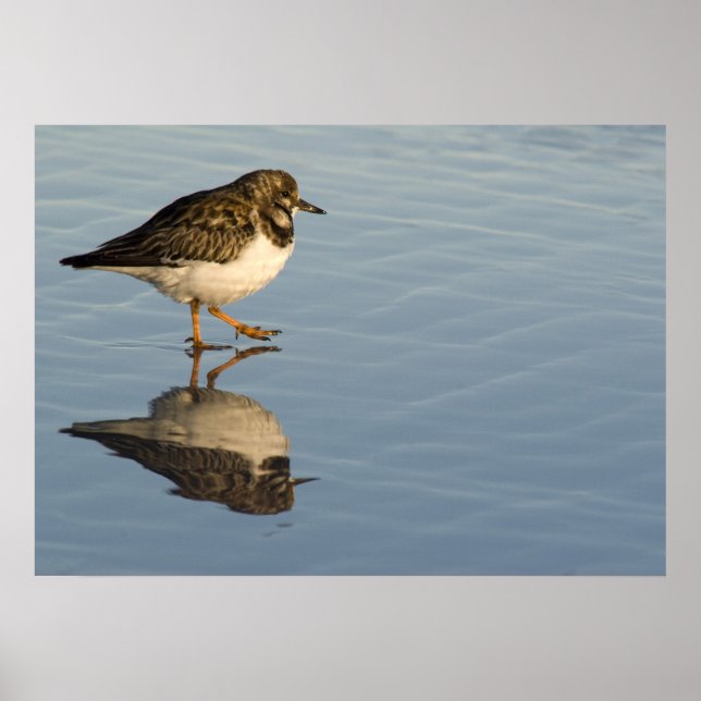 Affiche Sandpiper on Water Print (Devant)