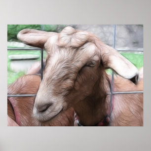 Affiche Sandy la chèvre à la porte