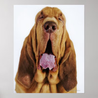 Sanglage (St. Hubert Hound) avec yeux fermés,