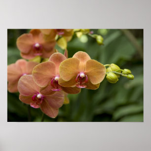 Affiche Sanskrit de Singapour pour Lion City). National 2