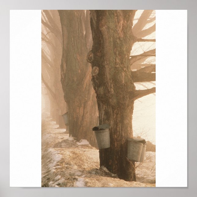 Affiche Sap Buckets, Underhill, VT (Devant)
