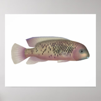 Affiche Sarabia cichlid