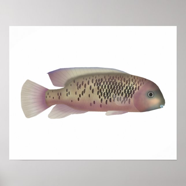 Affiche Sarabia cichlid (Devant)