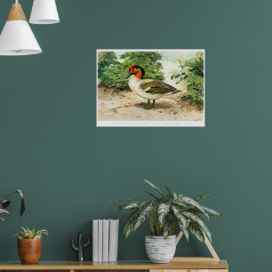 Affiche Sarcelle à ailes vertes