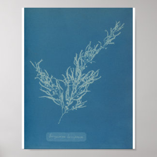 Affiche Sargassum bacciferum par Anna Atkins