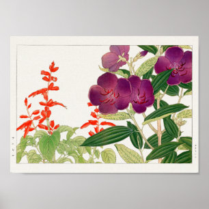 Affiche Sauge écarlate, Melastoma par Tanigami Konan