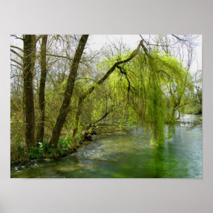 Affiche Saule sur la rivière Test