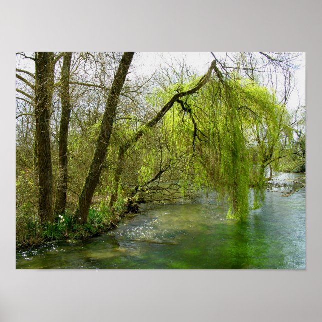 Affiche Saule sur la rivière Test (Devant)