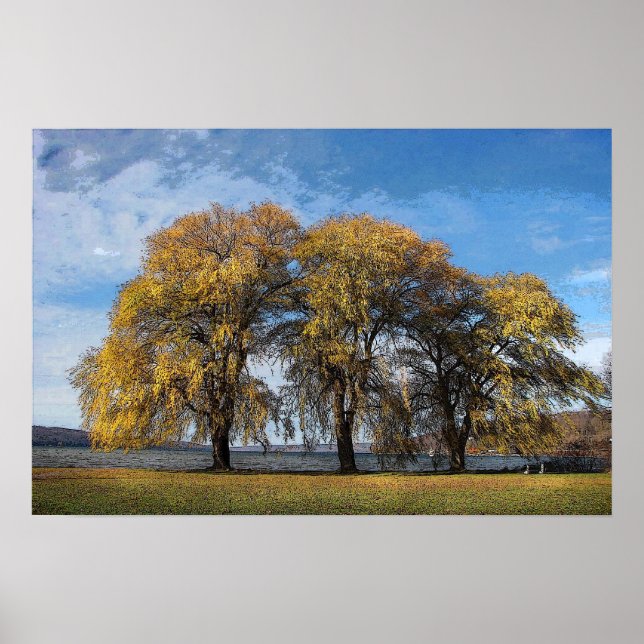 Affiche Saules d'or (Devant)