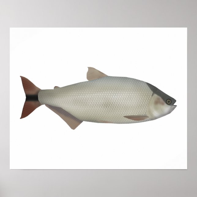 Affiche Saumon de rivière (Devant)
