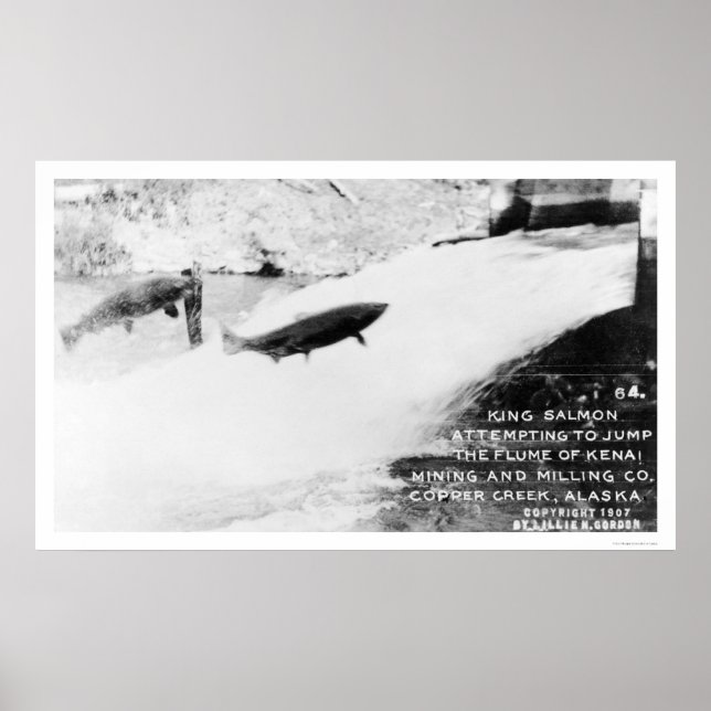 Affiche Saumon Jumping Alaska 1907 (Devant)