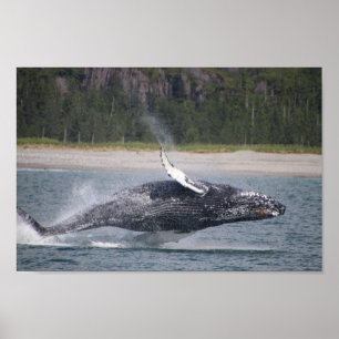 Affiche Sauter la photo d'une baleine